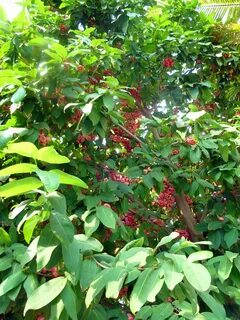 Wax Jambu Tree (Syzygium samarangense) - Sanibel Moorings