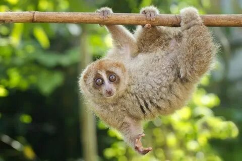 Толстые лори - милейшие создания (фото и видео) Slow loris, 