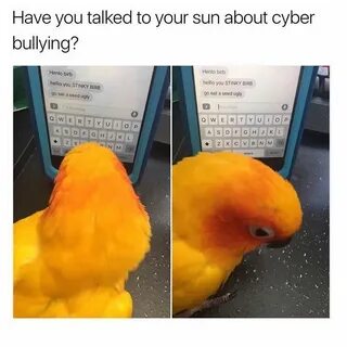 Untitled Funny birds, Funny animal memes, Cute funny animals