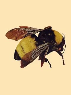 Image result for flower boy art tyler the creator bee Tyler 