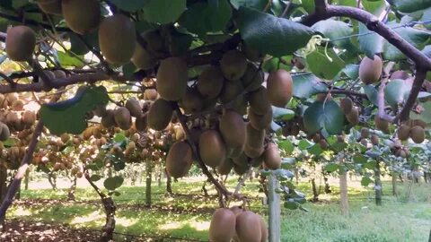 Kiwi fruit farm New Zealand - YouTube