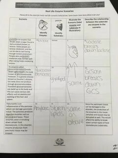 Amoeba Sisters Meiosis Worksheet Answer Key - Meiosis Worksh