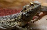 Free photo: Lizard reptile - Animal, Spotted, Pet - Free Dow