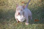 TOP DOG BULLIES PHOTO GALLERY " PUPPIES FROM TOPDOG " new pu