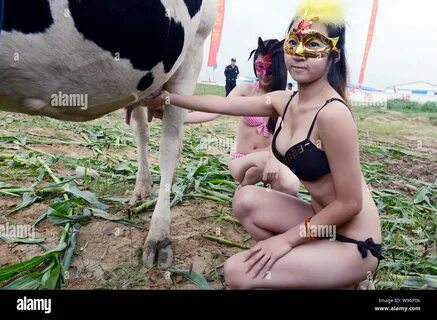 Bikini-dressed models pose with a cow during the First Cow Beauty Contest i...