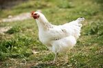 Spotlight Breed: Amberlink Chicken -- great egg layers of br