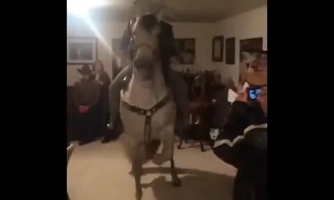 Porta un cavallo in una stanza ed è subito fiesta Animali.ne