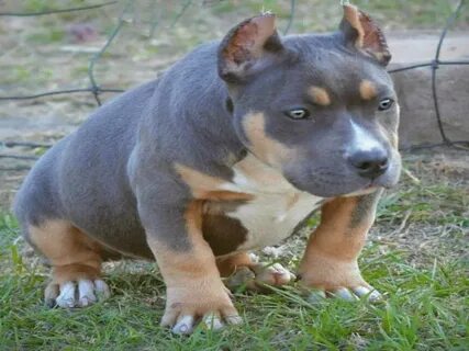 Tri-Color American Bullies - Facts You Need To Know About Th