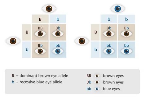 What are dominant and recessive alleles? Facts yourgenome.or