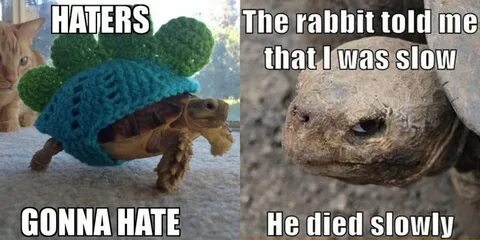 100 + Turtle Memes That Are Funny And Witty Memes, Turtle, T