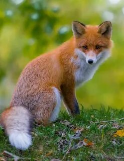 FoxShow - SHOW PICTURES Scary Animals, Animals And Pets, Cute Animals, Wild...