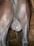 I wanna suck Horsecock General horse thread. Post horses of 