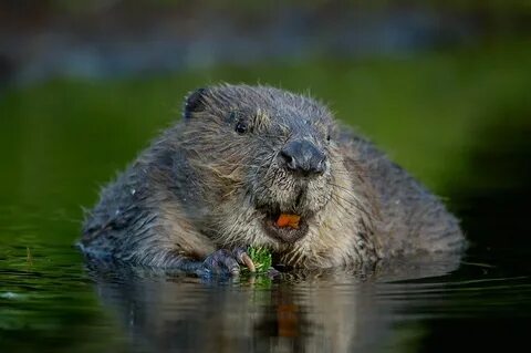 Nature photography by Erlend Haarberg & Orsolya Haarberg Nat