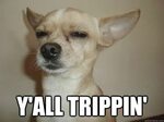 Y'All trippin' - Trippin Chihuahua - quickmeme