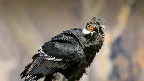 Andean Condor sitting at Mirador Cruz del Condor Andean cond