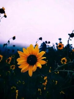 Sunflower Aesthetic Wallpapers - Wallpaper Cave