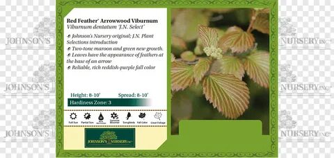 Viburnum dentatum Plant Leaf Seedling Nursery, others free p