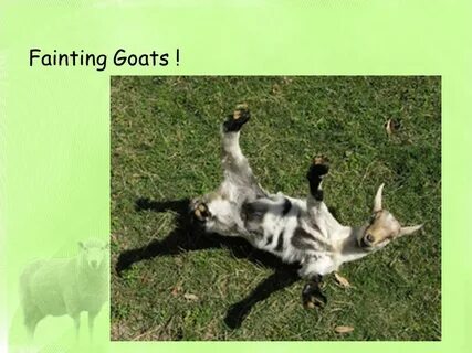 Sheep and Goat Industry - ppt download