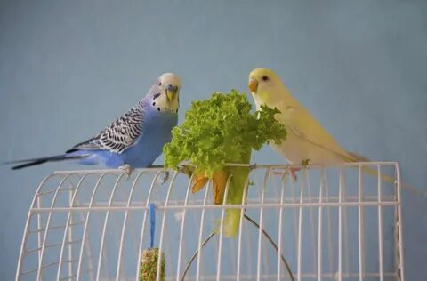 Can Budgies and Cockatiels Eat the Same Food? ( Will it harm