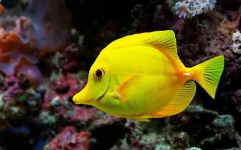 Yellow-Gold-Fish Fish wallpaper, Beautiful fish, Fish