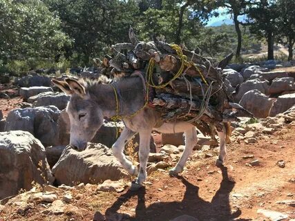 Burro cargando leña - Burro carrying firewood; entre La Pa. 