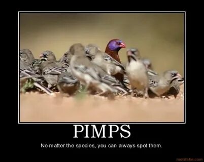 Funny Quotes About Pimps. QuotesGram