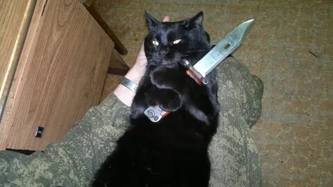 Ножи и коты (knives & cats) - Страница 20 - Популярное оружи