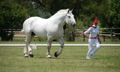 Лошадь самое красивое животное. Наполненные силой и грацией 