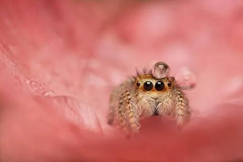 awwnverts (awwnverts) on Twitter Jumping spider, Cute creatu