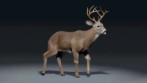 deer walk cycle animation - YouTube