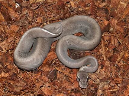 Black Pastel Mojave Super Ghi - Morph List - World of Ball P