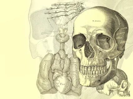 Human Anatomy Wallpaper posted by John Anderson