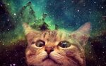 Cat Wallpaper And Screensavers (63+ images)