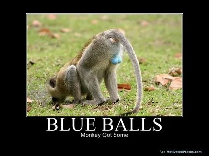 Blue Balls, monkey got some. Bones funny, Funny animals, Hum