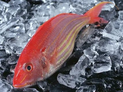 Red Coat Fish - GUANGDONG YUEYANG FOODS CO.LTD.