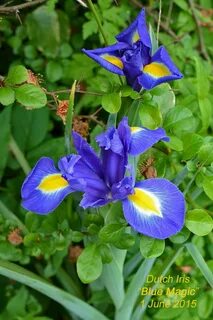 Dutch Iris "Blue Magic". Planted Spring 2016. Dutch iris, Bl