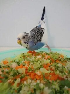 Veggies!!! Your budgie needs them! Parakeet food, Budgie foo