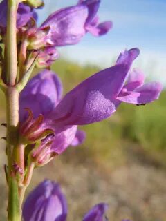 File:Penstemon (5144290442).jpg - Wikimedia Commons