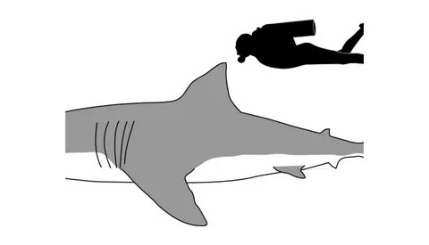 Mako Shark Svg Related Keywords & Suggestions - Mako Shark S