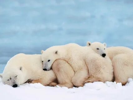 Polar Bear Pictures Dwito Wallpaper