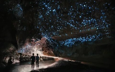 Glowworms: The Crazy World of Dismalites Glow worm cave, Wai