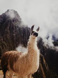 danielodowd: "TheDann " Llama, Animals wild, Animals beautif