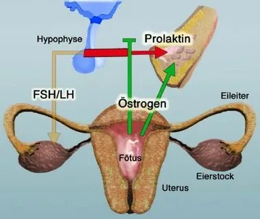 Prolaktin, Prolaktin Hormonu ve Özellikleri