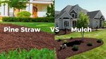 Pine Straw vs Mulch Which One Should I Use? Pros & Cons