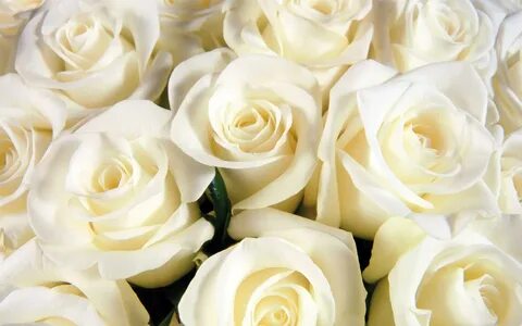 White Rose Live Wallpaper для Андроид - скачать APK