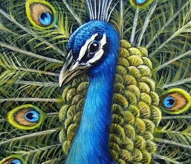 Acrylic Peacock Painting - Beginner Painting
