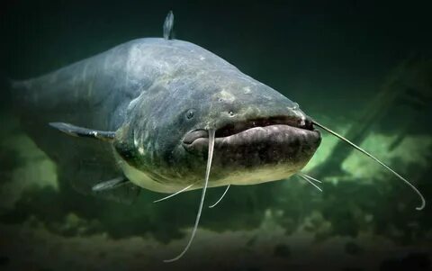 14 Incredible Types of Catfish