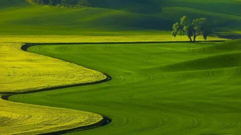 nature, Landscape, Trees, Green, Field, Hill Wallpapers HD /