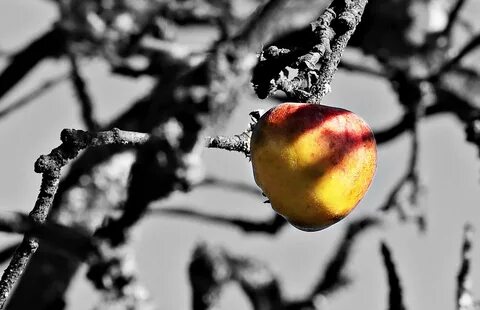 Apple Tree S - Free photo on Pixabay