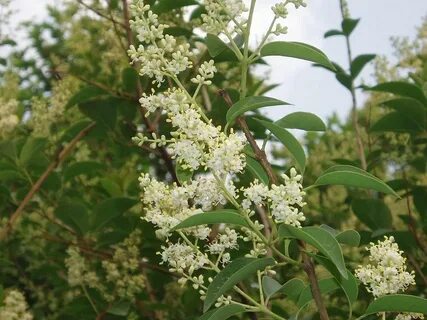 Ligustrum lucidum "ligustro" - Id Plantae